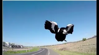 Magpies Attacking During Swooping Season - Behind the News