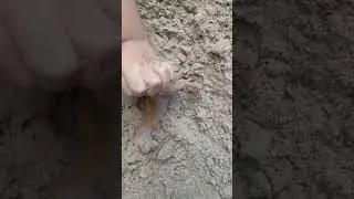 What&rsquo;s inside the #mud # sand #shorts #viral #dinosaur