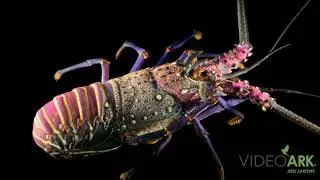 A Hawaiian spiny lobster (Panulirus marginatus) at Maui Ocean Center in Wailuku, Hawaii.