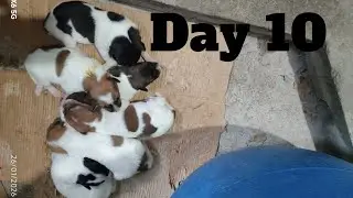 Dogs Life: Day 10 &ndash; Mama Dog & Puppies Bonding Time
