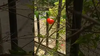 Garden On The Flowers 🌹🌺🌹🌺  #viral  #shorts #tiktok #youtube V25