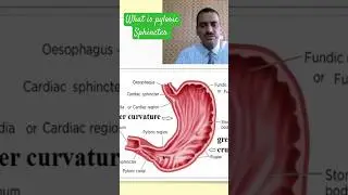 pyloric sphincter #anatomyphysiology