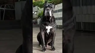 #ermincosic #canecorsoitaliano #canecorso #foryou