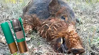 12 GAUGE SLUG DROPS WILD BOAR!