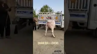 dhani bull lover ll dhani bull #shorts #shortsvideo