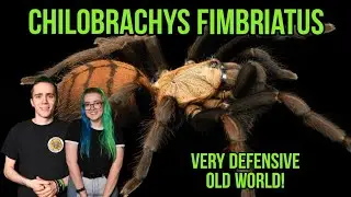 Шарлотта ЗАВЕРШЕНА! - Защитный Старый Свет! - Chilobrachys fimbriatus!