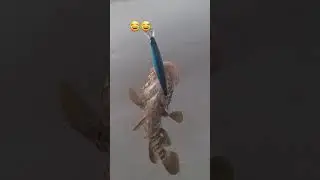 حمور سمك / Hamoor Fish / Hamoor Machli/ #Yasir Pardesi Vlogs