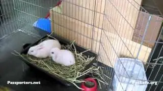 Passporters Volunteer for PetSave Rabbitat