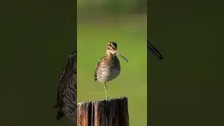 Snipe Bird Calling Wincent   SXnrq #bird #nature #wildlife