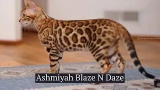 Ashmiyah Bengal Cats  |  Ashmiyah Blaze N Daze