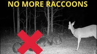 TOP 4 Ways To Keep RACCOONS Out Of Your Bait