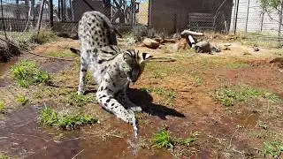 Vega the serval investigating where the water is coming from! | Cheetah Experience South Africa