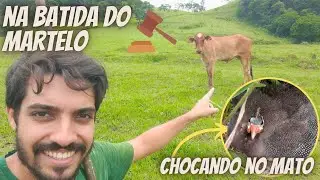 Arrematei uma bezerra no leilão / Galinha da Angola chocando no mato