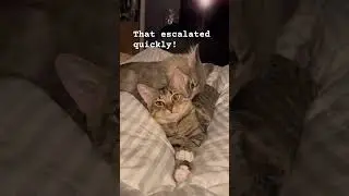 Gladys grooming brother turns into rough housing! Just like having kids! #CatLovers #catshorts #cat
