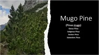 The Mugo Pine