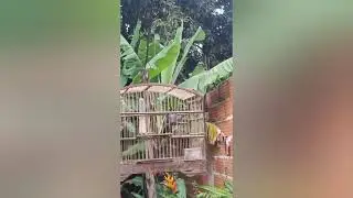 COLEIRO GOLA TUI TUI TUI ZEL ZEL ZEL 
