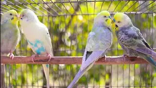 Cute Pet Budgies Chirping, 4 Hr Nature Parakeets Bird Sound to Reduce Stress