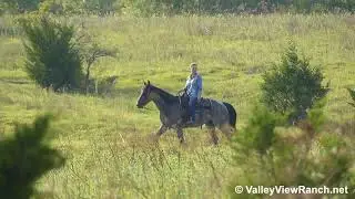 This Little Pig - trail riding through hills! - ValleyViewRanch.net