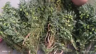 sushma kitchen vlogs is live! good morning friends