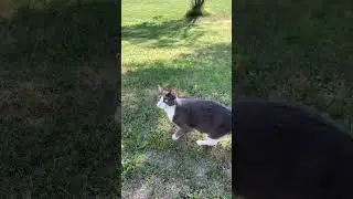 Outdoor cat adventures - Cleo sees a bird