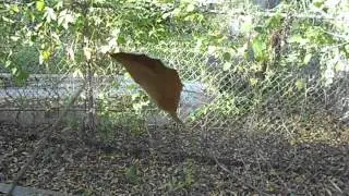 Soinning Leaf