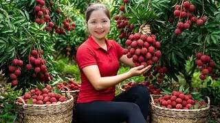 Harvesting 1000+ Kg Lychee Selling At The Market , Caring for the Ducks | Han Harvesting