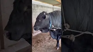 sapi hitam jumbo kandang wonosobo #sapi #cow