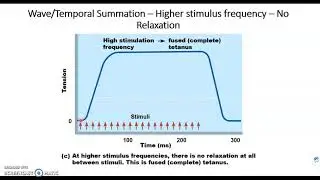 Chapter 10G - Muscle Tissue - Wave Summation