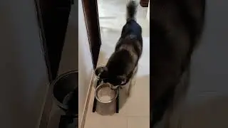 Husky follows commands of owner🤗 #dogs #dogshorts #husky #huskies #puppy #huskyhowling #huskytalking
