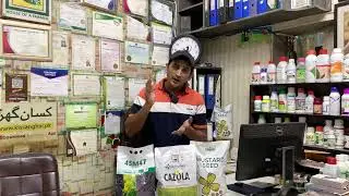 Raya, mustard ya sarsoon ka best seed in Pakistan | Cazola, Super raya and 45m47 | potential yield