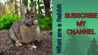 rabbit,&nbsp;Any small, bounding, gnawing mammal of the family Leporidae.&nbsp;