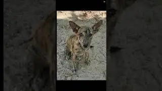 Philippine Witch Dog 