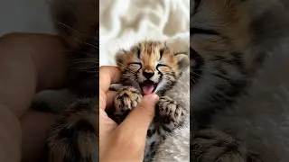 Heart-Melting! 🌟 Spotted Sweetness Overload: Tiny Cheetah's Playful Blep Conquers Hearts! 😛🐆💖