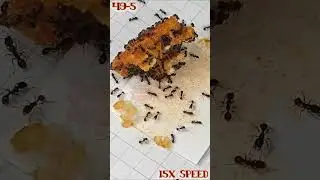 Sugar Ants in my Chicken Parm & Rice.  Macro Time Lapse Series 49 -5