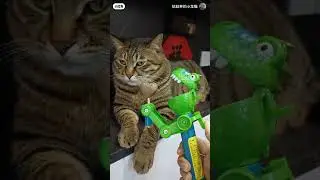 cat of fun #funny #reels #cat