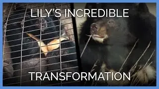 Lily the Bear's Incredible Transformation