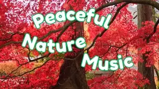 Natures Calm Music  Nature Visuals - 2 | Nature | Music | Peaceful Music | Best for Brain | Mindful