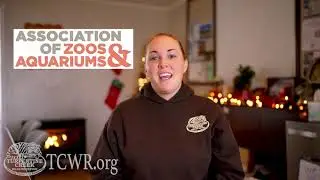 Tiger Tuesday: The American Tiger Presented by the Turpentine Creek Wildlife Refuge Education Team