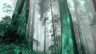 Project Zooom - Cries of Anguish