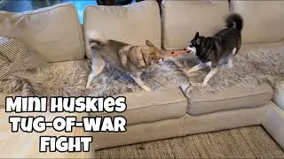 Mini Huskies 