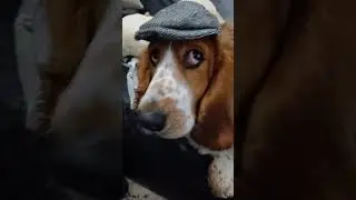 You Can Leave Your Hat On! 😊 #bassethound #dogsofyoutube #dogsoftheinternet #joecocker