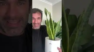 Recomiendo los abrillantadores de hojas?