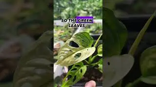 Does more light create more variegation? #houseplants #variegatedplants #rareplants