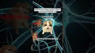 CAT MEMES🐱Processing speed when adrenaline kicks in#memes  #memes #funnymemes #funny #foryou