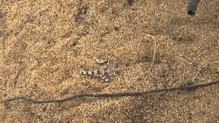 Coastal Horned Lizard