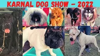 KARNAL DOG SHOW 2022 | WHOLESALE PUPPY MARKET IN HARYANA | BREEDERS FROM DELHI IN THIS SHOW | Part-I