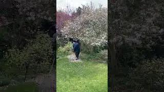 Clearing the fallen Magnolia petals  #gardening #oddlysatisfying #timelapse #shorts
