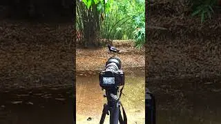 Magpie Robin Perches on Camera During Birding in Purbasthali #shorts #youtubeshorts #shortsvideo