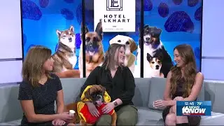 Halloween-themed &lsquo;Pooches on the Patio&rsquo; to support Humane Society of Elkhart County
