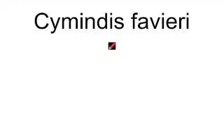 Cymindis Favieri